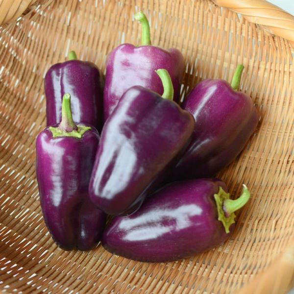 ●商品情報：作りやすくて美味しい、手の平サイズのミニパプリカ！糖度が高く、丸ごと食べても美味しい。着果性に優れ、開花後55日ほどで収穫期となります。マリネや炒め物、サラダ、さまざまな料理に大活躍。●果重（約）：20〜40g●お届け状態：接木...