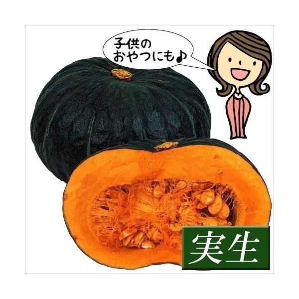 ●商品情報：果物に近い糖度を記録した、超高糖度カボチャ！ レンジ調理だけでしっとり・クリーミーな美味しさ！ うどんこ病に強く、収量が多い優秀品種。●果重（約）：2kg●お届け状態：実生9cmポット苗 ●備考・ご注意点：※ポットの口の対角線ま...