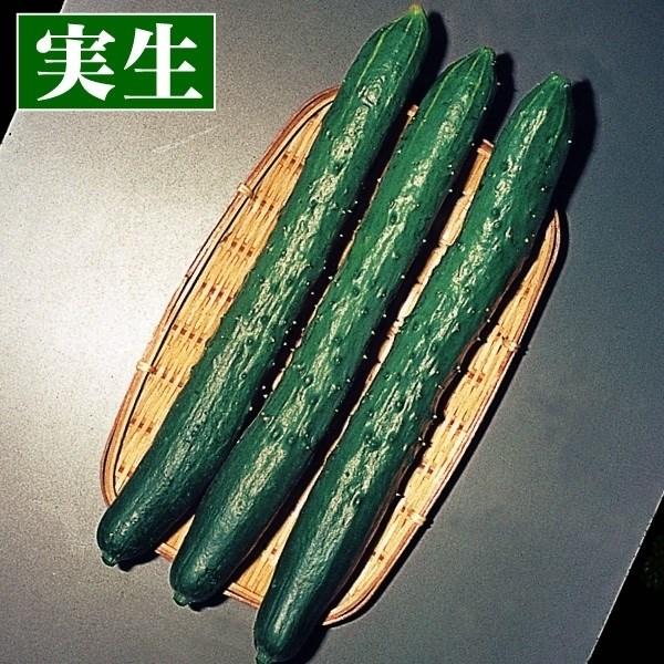 ●商品情報：早生の豊産種で、草勢強く栽培簡単なキュウリ！ 歯切れ良い食感で生食、漬物に最適です。●果長（約）：20cm●お届け状態：実生9cmポット苗 ●備考：※ポットの口の対角線または直径が9cmとなります。※関東〜九州北部の平坦地区の露...