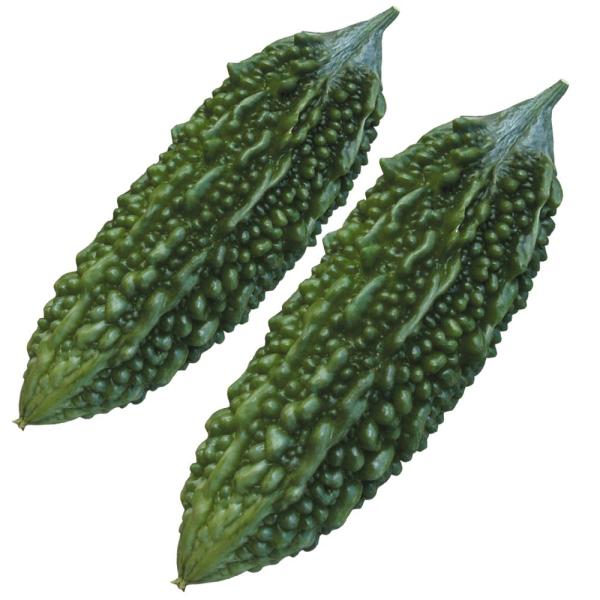 ●商品情報：古くから栽培されている沖縄の在来品種。肉厚でみずみずしく、昔から食べられているおいしさにきっと納得できるはず！●果長（約）：20〜25cm●果重（約）：200g●お届け状態：実生9cmポット苗 ●備考：※ポットの口の対角線または...