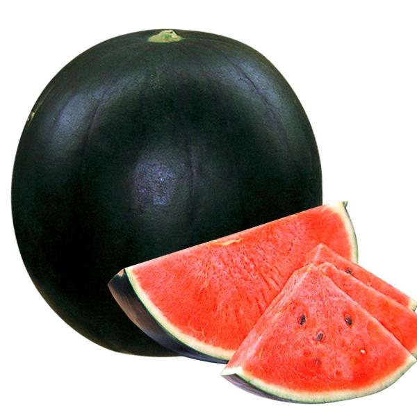●商品情報：飛びぬけて甘い赤肉が、約5mmの薄皮のギリギリまで詰まった高級スイカ！ シャリ感最高で日持ち性も抜群。病気に強く、空洞化が少ないなど非常に育てやすい！●果重（約）：4〜5kg●糖度（約）：12〜13度●お届け状態：実生9cmポッ...