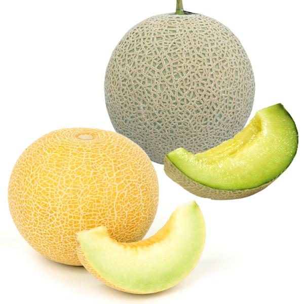 ●セット内容実生野菜苗 メロン F1ころたんR 1株実生野菜苗 メロン F1フェリーチェ 1株