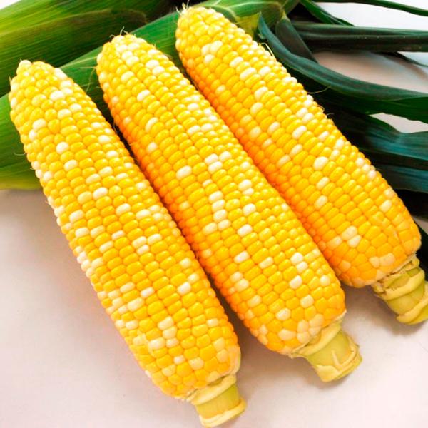 ●商品情報：最高糖度22度(平均19度)にもなる極甘種。穂先までしっかり実が詰まり、存在感抜群の穂は皮付重約４５０ｇ！秀品率が高く、収穫後も実がしなびにくく長持ち。濃厚な甘味がクセになる、最高に美味しい夏のごちそうをぜひ！●皮付重（約）：4...