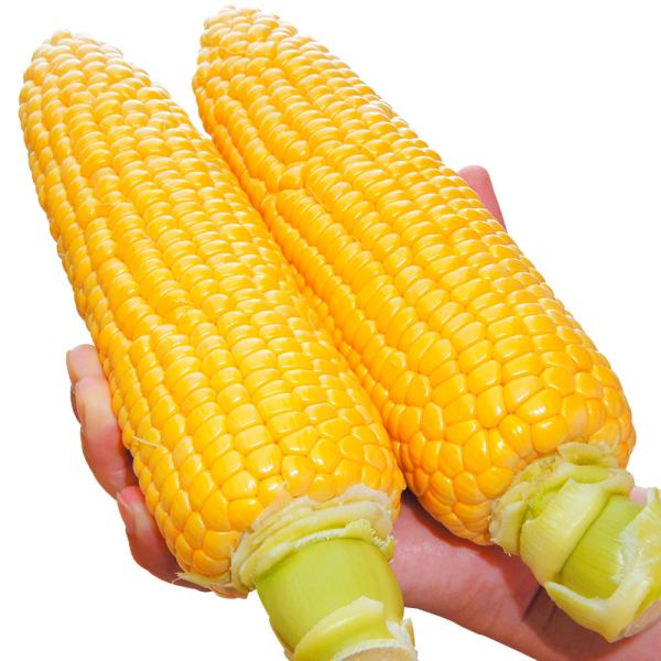 ●商品情報：糖度２０度超えは当たり前・最高糖度２４度を記録したこともある最強のスイートコーン!! しかも皮付重５００ｇ以上を狙える超重量級のドでか品種!粒皮は柔らかくジューシーで、食味レベルは最高クラス。初期生育抜群で、草丈も低めと育てやす...