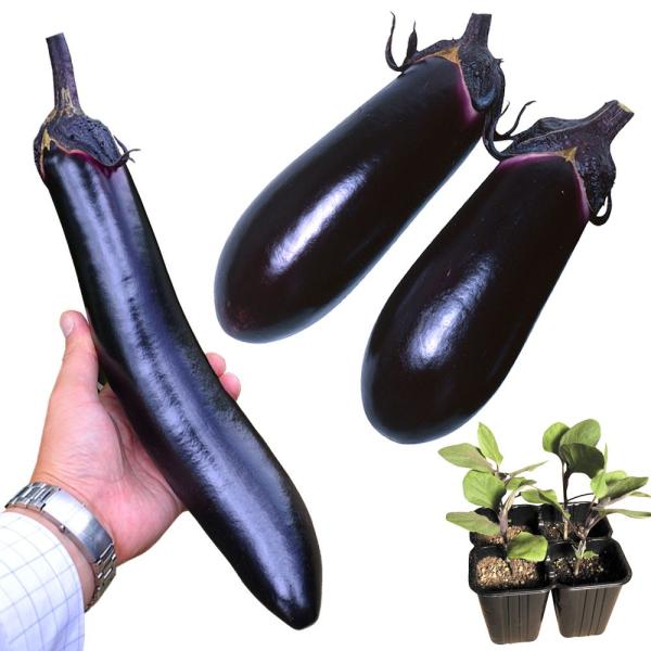 ●セット内容接木4連ポット野菜苗 中長ナス 接木4連F1黒味 4株接木4連ポット野菜苗 大長ナス 接木4連F1ふんわりなす 4株