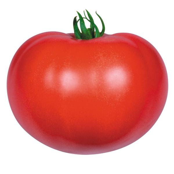 ●商品情報：病気に強く育てやすい！美味で多収の夏秋向き優秀品種！●果重（約）：230〜250g●早晩性：中生●お届け状態：種子●入り数の目安：1mlあたり約60〜80粒※品種により差があります。●発芽適温：20〜30℃※発芽させるには播種床...