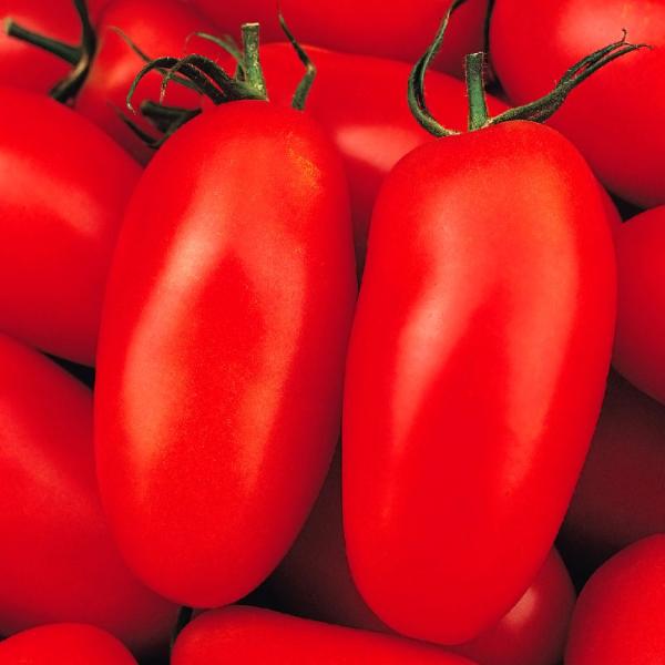 ●商品情報：イタリアで愛され続けている加工向き美味トマト!※固定種のため、異株が発生する場合があります。●果重（約）70〜80g●早晩性：中晩生●お届け状態：種子●入り数の目安：1mlあたり約60〜80粒※品種により差があります。●発芽適温...