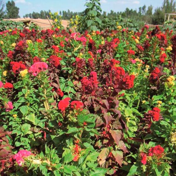 ●商品情報：豪華な花冠   ●お届け状態：種子   ●分類：1年草   ●花期：6〜10月   ●草丈：60〜80cm   ●備考：播種の際には温度・水・酸素の条件を必ずお守りください。播種や植え付け後の栽培条件、天候等によりその結果が異な...