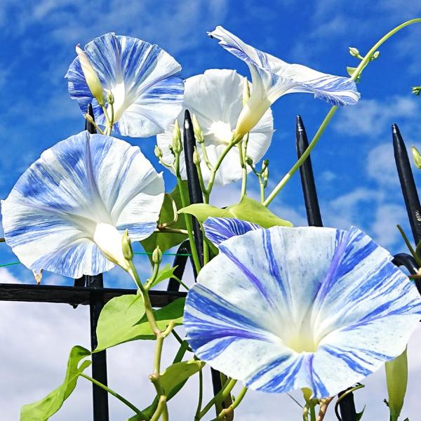 ●商品情報：美しい花模様。※白や青の単色で開花する場合があります。   ●分類：1年草　 ●花期：8〜10月   ●草丈：つる性   ●備考：播種の際には温度・水・酸素の条件を必ずお守りください。播種や植え付け後の栽培条件、天候等によりその...