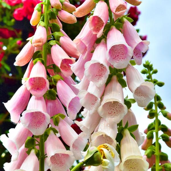 ●商品情報：花壇にぴったりの矮性種   ●お届け状態：種子   ●分類：多年草　 ●花期：5〜7月   ●草丈：40cm   ●備考：播種の際には温度・水・酸素の条件を必ずお守りください。播種や植え付け後の栽培条件、天候等によりその結果が異...