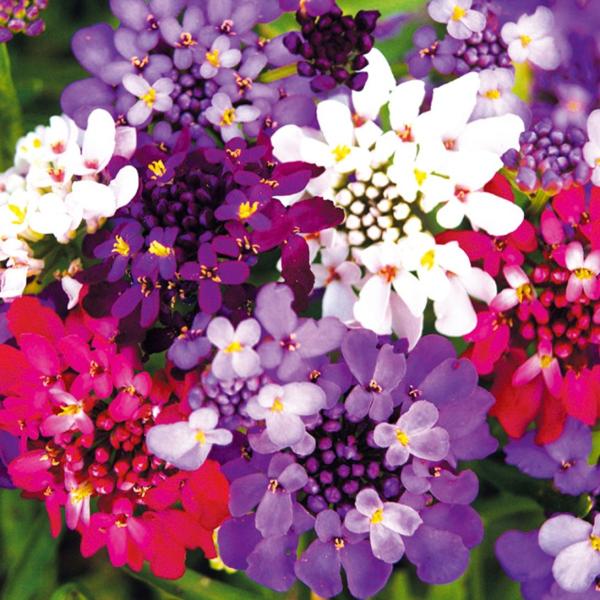 ●商品情報：株を覆うように開花   ●お届け状態：種子   ●分類：1年草　 ●花期：4〜6月   ●草丈：30cm   ●備考：播種の際には温度・水・酸素の条件を必ずお守りください。播種や植え付け後の栽培条件、天候等によりその結果が異なる...