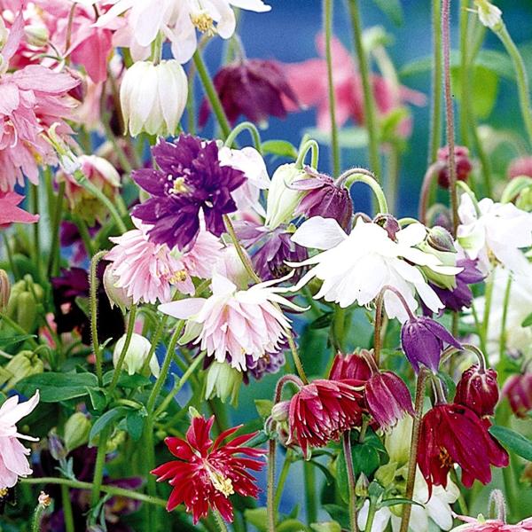 ●商品情報：豪華な八重咲き   ●お届け状態：種子   ●分類：多年草　 ●花期：5〜8月   ●草丈：40cm   ●備考：播種の際には温度・水・酸素の条件を必ずお守りください。播種や植え付け後の栽培条件、天候等によりその結果が異なること...