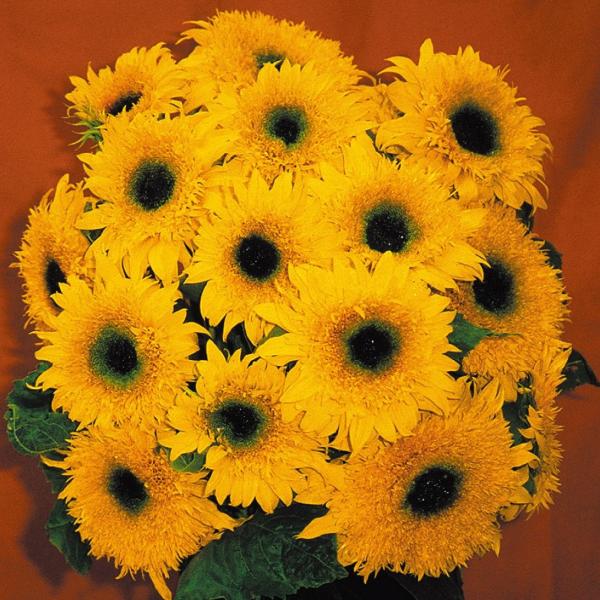 ●商品情報：元気いっぱいの分枝性抜群のひまわり   ●お届け状態：種子   ●発芽適温：20〜25℃   ●分類：1年草　 ●花期：7〜10月   ●草丈：150cm   ●花径：12〜15cm   ●栽培適地：庭・鉢・切花   ●備考：播...