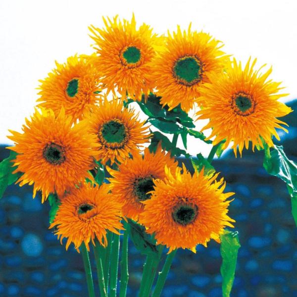 ●商品情報：元気いっぱいの八重咲きひまわり   ●お届け状態：種子   ●発芽適温：20〜25℃   ●分類：1年草　 ●花期：7〜10月   ●草丈：150cm   ●花径：12〜15cm   ●栽培適地：庭・鉢・切花   ●備考：播種の...