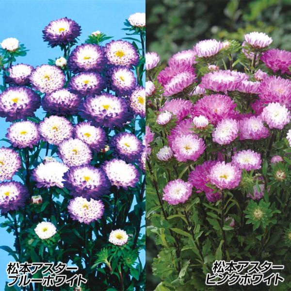 セット内容松本アスターブルーホワイト 1袋松本アスターピンクホワイト　1袋   ●商品情報：咲き始めはピコティ咲きで、咲き進むにつれ花弁の色が濃くなっていきます。   ●お届け状態：種子   ●分類：1年草   ●開花期(約)：7〜8月  ...