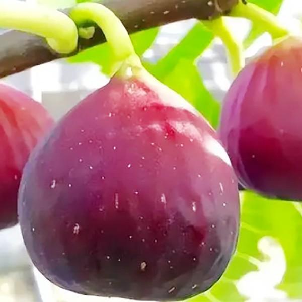 ●商品情報：とっても豊産性なイチジク。味はジューシーで甘い。土壌の適応性が高く、耐寒性、耐塩性、耐アルカリ性があり、分枝力も高いので育てやすいです。●お届け状態：挿木1年生根巻苗●分類：落葉樹●生長後の樹高(約)：2〜3m●実の収穫期(約)...