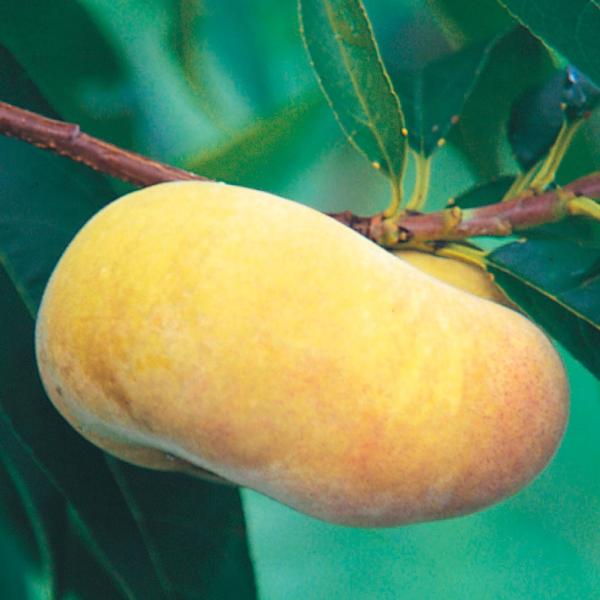 ●商品情報：扁平でへこんだ形をしている蟠桃。その中でも大変珍しい黄金色果! 果肉は橙黄色で香り良く甘い美味しいモモです。果重約150g。★富士野生桃(R) 台木：「富士野生桃」とは、富士五大湖の一つである本栖湖の周辺に自生している野生桃より...