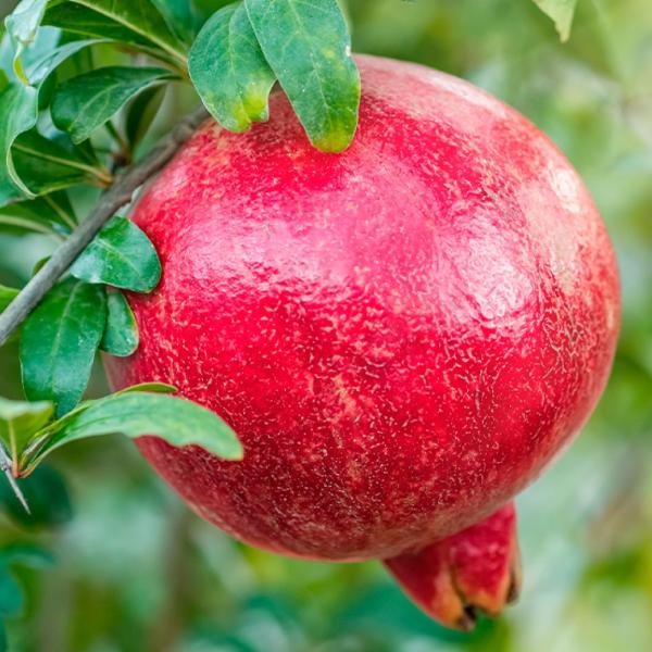 ●商品情報：原産国のスペインで最も甘いザクロのひとつとして人気があり、「ヨーロッパの宝」とまでいわれる品種。タネが小さく柔らかいのでそのまま食べられる事から“種なしザクロ”ともいわれています。樹形がコンパクトで、大きくても2.5m程度で1〜...