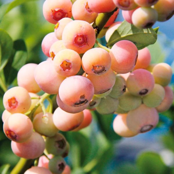 ●商品情報：赤白色の珍しいブルーベリー。赤く色づいた後、白っぽくなってきたら完熟の合図。後味にサクランボのような風味があり、ジューシーで甘くとても美味! 果実は硬く大粒で、香りもすごく良い。●お届け状態：挿木3年生ポット苗●分類：落葉〜半常...