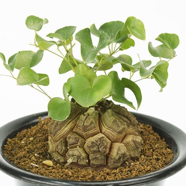 ●学名・英名：Dioscorea elephantipes●商品情報：亀の甲羅のような芋が縁起の良い多肉植物。ツル状に伸びる茎に、ハート形の葉がつきます。ヤマノイモ科。●お届け状態：7.5cmポット苗●分類：多肉植物●日照：日なた・半日陰●...