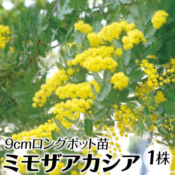 苗 苗木 ミモザアカシア ロングポット苗 1株 / 庭木 植木 花木苗 苗 苗木 ミモザアカシア ロングポット苗 1株 / 庭木 植木 花木苗