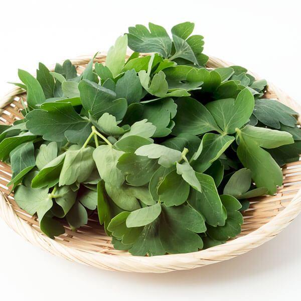 ●商品情報沖縄では古くから用いられている健康野菜。独特の香りと苦味が絶品!葉や茎を利用。●お届け状態：ポット苗●分類：多年草●耐寒性：中●日照：日なた●収穫期：3?5月