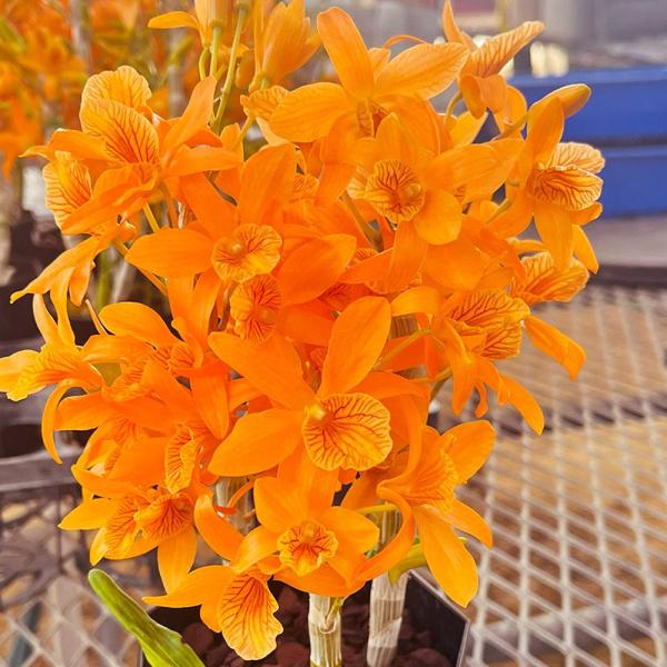 ●学名・英名：Dendrobium Stardust‘FireBird’●商品情報：3年に1度開催される世界蘭会議で金賞を受賞したデンドロビウム。非常に花付きが良く、咲き誇った姿はまさに火の鳥のよう! ラン科。●お届け状態：6cmポット苗●...