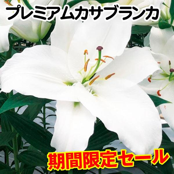 ●学名・英名：Lilium Premium Blond●商品情報：良い香りがするオリエンタルユリ。ユリの王様カサブランカの後継品種です。宮崎県の自社農場で大量生産＆徹底管理しており、安さ日本一に挑戦しているお買い得カサブランカシリーズ!! ...