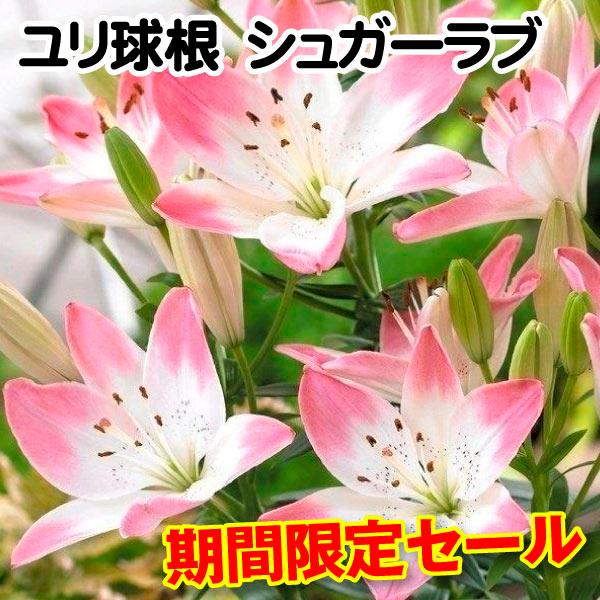 ●学名・英名：Lilium SugarLove●商品情報：花つき抜群のとってもかわいい2色咲きのすかしゆり。すかしユリ人気No.1品種です●お届け状態：球根●開花期：6月●草丈：低(-80cm)●耐寒性：強●日照：日なた●栽培適地：庭・鉢・...