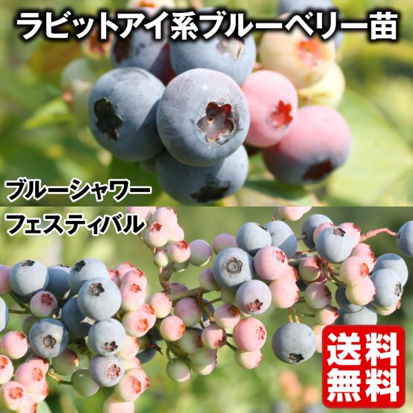果樹苗 挿木3年生ブルーベリーEセット 2種2株 送料無料[限定特価] : 花