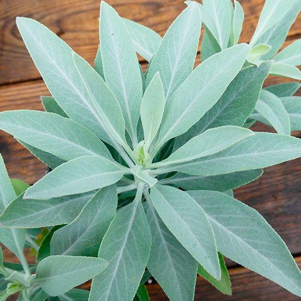 ●学名・英名：Salvia apiana●商品情報：シルバーリーフが美しい、香り豊かなハーブ。強い浄化作用があるといわれ、ネイティブアメリカンが浄化に使っていたことでも有名なハーブです。生育はゆっくりで、葉色を活かして寄せ植えにもしてもステ...