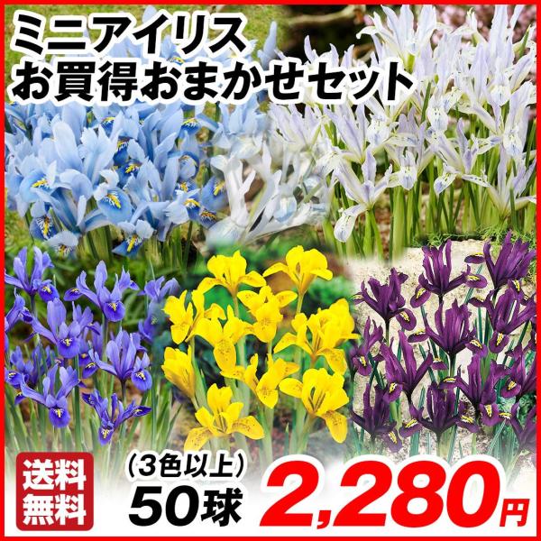 ●学名・英名：Iris x hollandica●商品情報：ミニアイリスは草丈が低いアイリス。育てやすさと愛らしさで大人気! 普通のアイリスより約1か月早く開花します。アヤメ科。今季取り扱いのミニアイリスの中から、3色以上を選んでお届け！送...