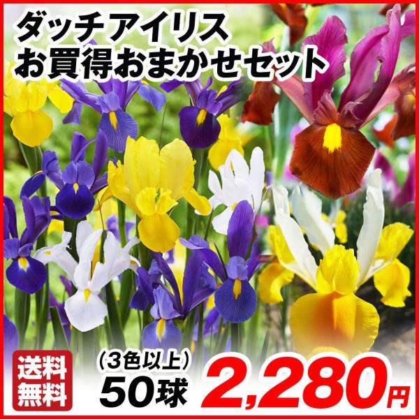 ●学名・英名：Iris x hollandica●商品情報：ダッチアイリスは花もちの良さで大人気!! 切花にオススメ。アヤメ科。今季取り扱いのダッチアイリスの中から、3色以上を選んでお届け！送料無料のゆうパケットでお届けします。●お届け状態...
