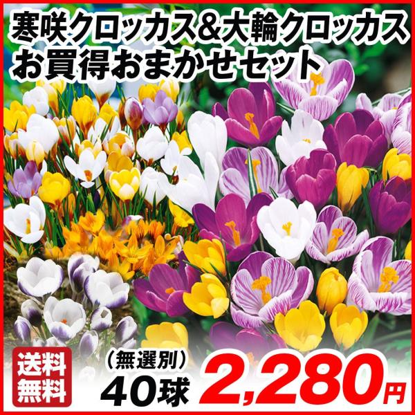 ●学名・英名：Crocus●商品情報：寒咲クロッカスは早春にいち早く花を咲かせます。植えっぱなしOK!! アヤメ科。大輪クロッカスは花壇や鉢植えはもちろん、水栽培でも立派に開花するほど強健なので、植えっぱなしOKで栽培簡単!! アヤメ科。今...