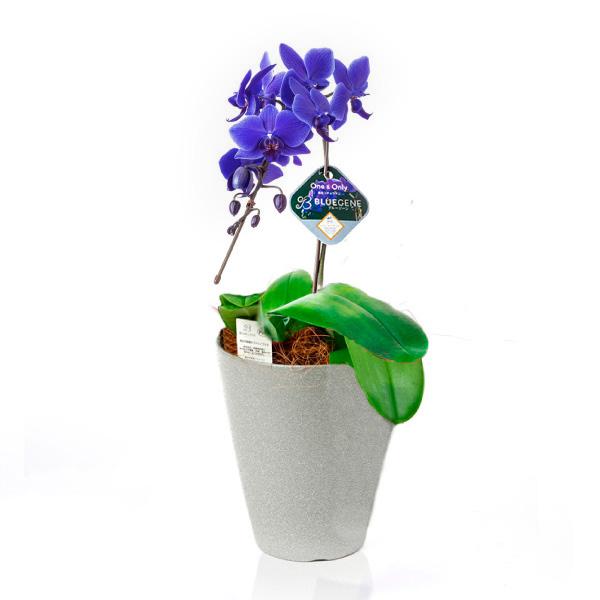 ●商品情報：世界で初めて天然の青色を叶えたコチョウラン「Blue Gene(ブルージーン)」。花言葉は「奇跡のめぐり逢い」。Blue Geneの唯一無二の価値と本物の品格、いつまでも色褪せることなく記憶に残る感動を、大切なあの方へ。(品種登...