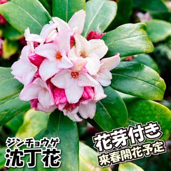 ●学名・英名：Daphne odora●商品情報：蕾は濃紅色で開花すると淡紅〜白色に。沈丁花は春を代表する、上品な甘い香りが特徴の木です。愛らしい花と甘い香りや、まとまりやすい樹形と育てやすさなどから、生垣にも人気があります。花芽つきでお届...