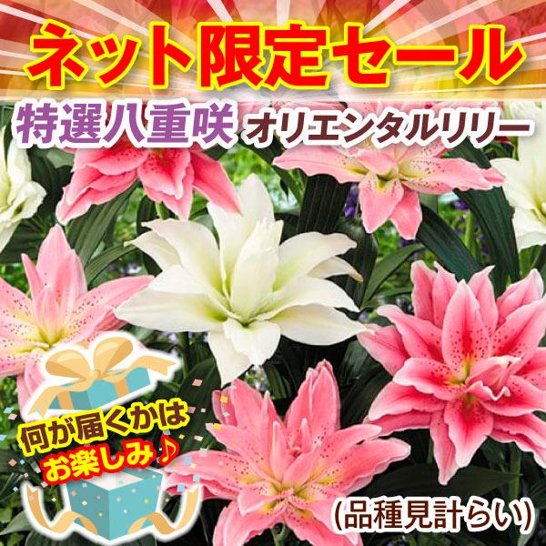 ●商品情報：今年度ユリの球根を手に入れるラストチャンス!!今季当社で販売していた豪華な八重咲花ユリ(オリエンタルリリー)の球根の中から完全おまかせでお届けします。華やかな八重咲オリエンタルリリーを品種見計らい・名称付きでお届け。●お届け状態...