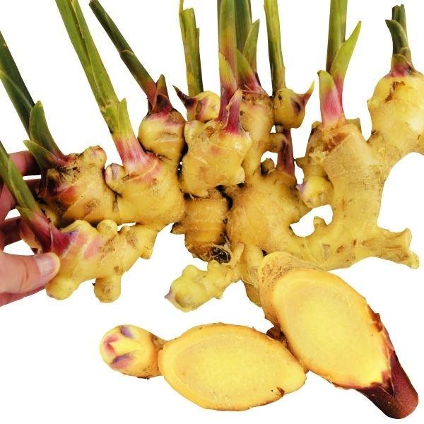 ●商品情報：繊維少なめで上質な果肉なのでおろしショウガに最適!黄肉ショウガより若干小ぶりなものの、立派なショウガが収穫できます。●お届け状態：種ショウガ●草丈：40〜60cm●収穫期：9〜11月●日照：半日陰●栽培適地：畑