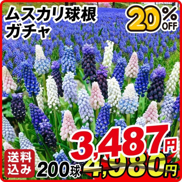 ●学名・英名：Muscari●商品情報：寄せ植えや花壇の縁取りにも人気のムスカリ。特にチューリップとの相性抜群です。強健で手間いらずで植えっぱなしOK!! キジカクシ科。今季取り扱いのムスカリの中から、無選別・名称なしでお届けします。送料込...