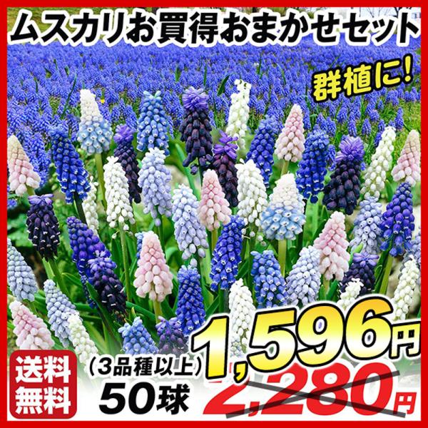 ●学名・英名：Muscari●商品情報：寄せ植えや花壇の縁取りにも人気のムスカリ。特にチューリップとの相性抜群です。強健で手間いらずで植えっぱなしOK!! キジカクシ科。今季取り扱いのムスカリの中から、3品種以上を選んでお届け！送料無料のゆ...