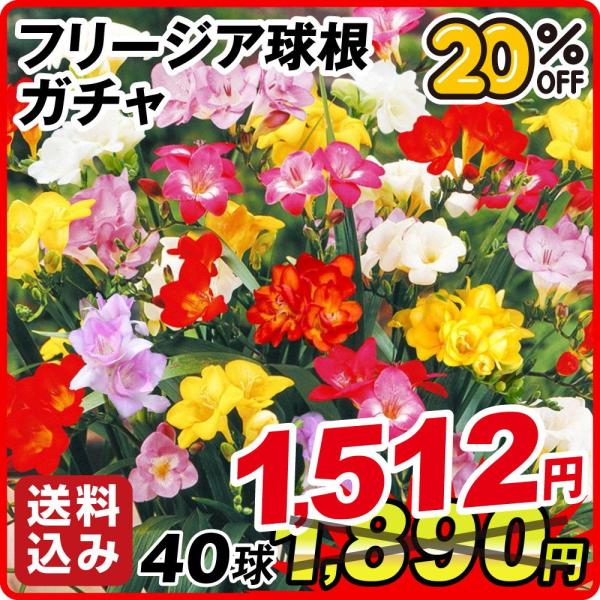 ●学名・英名：Freesia●商品情報：フリージアは香り高く切花としても人気!! つぼみが咲き進み、長くお花を楽しめます。アヤメ科。今季取り扱いのシングル咲やダブル咲のフリージアの中から、無選別・名称なしでお届けします。送料込み価格でお買得...