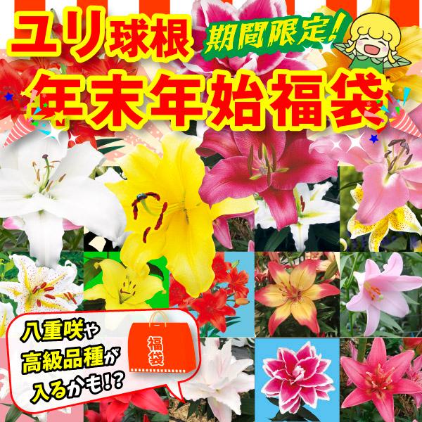 ●商品情報：★期間限定セール★大特価ユリ球根年末福袋！八重咲や高級品種が入るかも！？今季国華園で販売しているユリの球根の中から完全おまかせでお届けします！どんなユリの花が咲くかは、咲いてからのお楽しみ。品種無選別。●お届け状態：球根●栽培適...