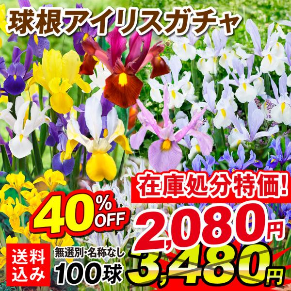 ●商品情報：ミニアイリスは草丈が低いアイリス。育てやすさと愛らしさで大人気! 普通のアイリスより約1か月早く開花します。アヤメ科。ダッチアイリスは花もちの良さで大人気!! 切花にオススメ。アヤメ科。今季取り扱いのミニアイリス・ダッチアイリス...