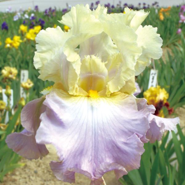 ●学名・英名：Iris (Tall Bearded)・Lullaby of Spring●商品情報：虹の花(レインボーフラワー)とも呼ばれ、ドレスをまとったような優雅な花姿で人気の高いジャーマンアイリス。暑さ・寒さに強く栽培簡単。乾燥を好み...