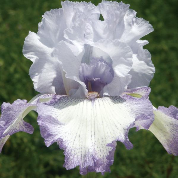 ●学名・英名：Iris (Tall Bearded)・Acoma●商品情報：虹の花(レインボーフラワー)とも呼ばれ、ドレスをまとったような優雅な花姿で人気の高いジャーマンアイリス。暑さ・寒さに強く栽培簡単。乾燥を好み、地植えなら水やりもほと...