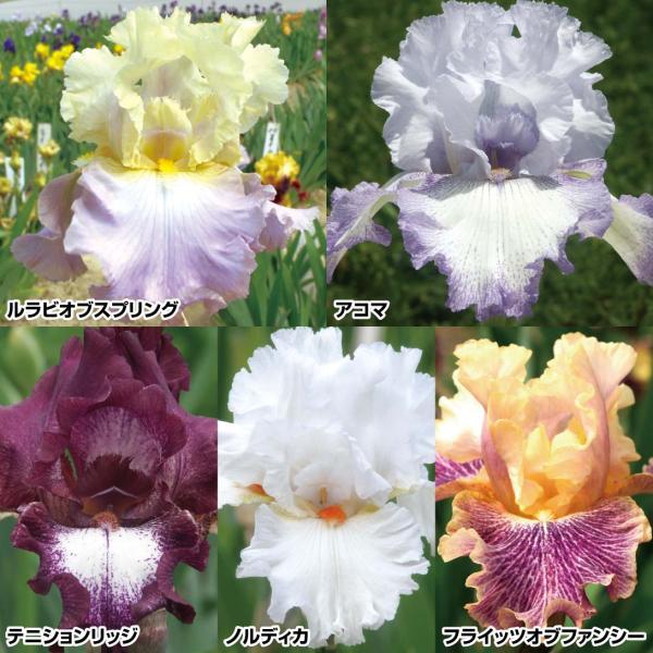セット内容ルラビオスプリング・アコマ・テニションリッジ・ノルディカ・フライッツォブファンシー 各1株●学名・英名：Iris (Tall Bearded)●商品情報：虹の花(レインボーフラワー)とも呼ばれ、ドレスをまとったような優雅な花姿で人...