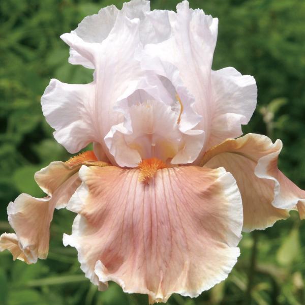 ●学名・英名：Iris (Tall Bearded)・mug harry●商品情報：虹の花(レインボーフラワー)とも呼ばれ、ドレスをまとったような優雅な花姿で人気の高いジャーマンアイリス。暑さ・寒さに強く栽培簡単。乾燥を好み、地植えなら水や...