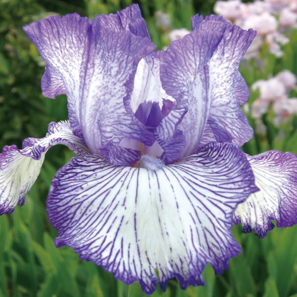 ●学名・英名：Iris (Tall Bearded)・Autumn Circus●商品情報：虹の花(レインボーフラワー)とも呼ばれ、ドレスをまとったような優雅な花姿で人気の高いジャーマンアイリス。暑さ・寒さに強く栽培簡単。乾燥を好み、地植え...