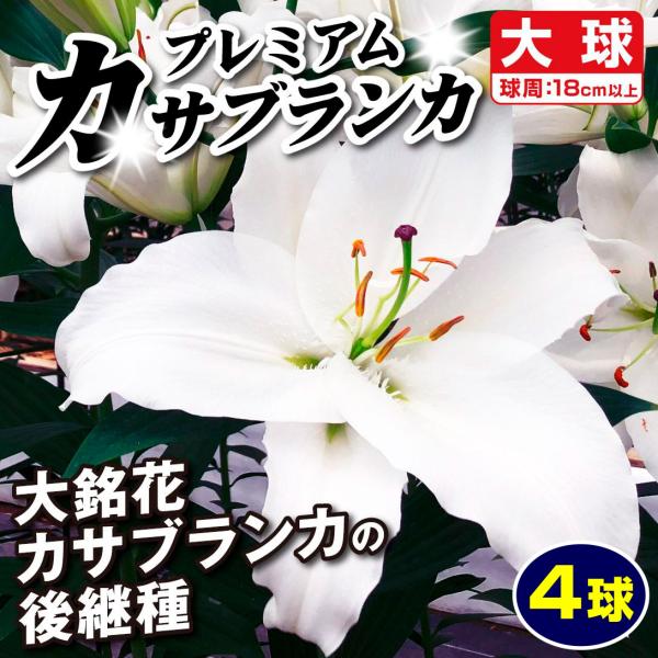 ●学名・英名：Lilium Premium Blond●商品情報：良い香りがするオリエンタルユリ。ユリの王様カサブランカの後継品種です。宮崎県の自社農場で大量生産＆徹底管理しており、安さ日本一に挑戦しているお買い得カサブランカシリーズ!! ...