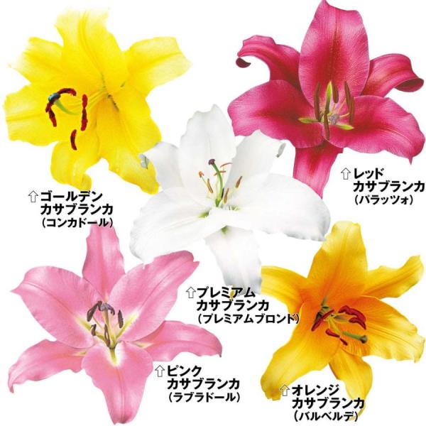 ●セット内容：プレミアムカサブランカ(プレミアムブロンド)・ピンクカサブランカ(ラブラドール)・ゴールデンカサブランカ(コンカドール)・オレンジカサブランカ(バルベルデ)・レッドカサブランカ(パラッツォ) 各4球●学名・英名：Lilium●...